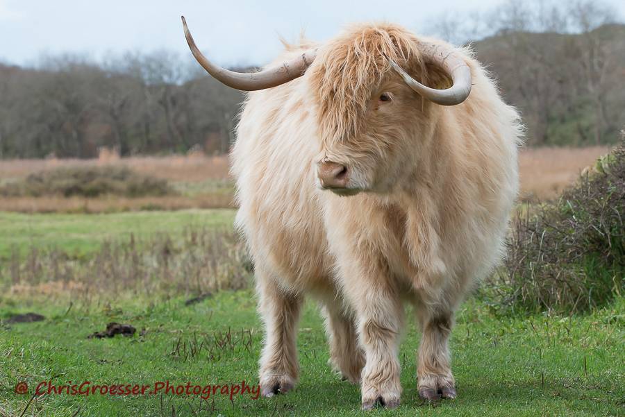 Blonde schotse hooglander